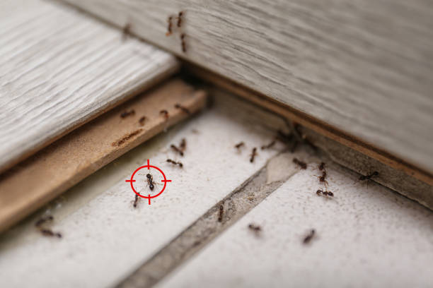 Best Residential Pest Control  in Toccoa, GA