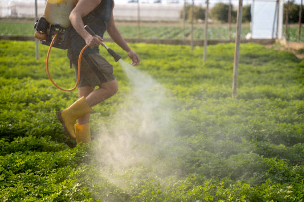 Best Ant Control Services  in Toccoa, GA
