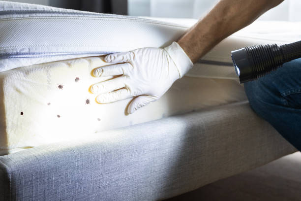 Best Termite Control Services  in Toccoa, GA