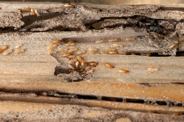 Best Commercial Pest Control Services  in Toccoa, GA