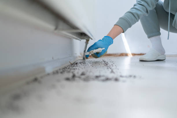 Best Wasp Removal Services  in Toccoa, GA